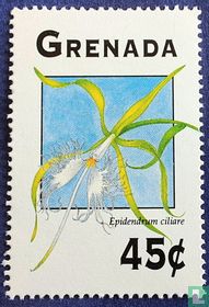 Orchideen kaufen