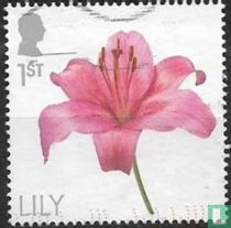 Lily