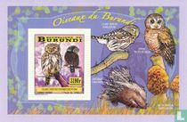 Vögel kaufen
