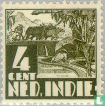 Water buffalo