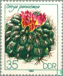 Cactussen kopen