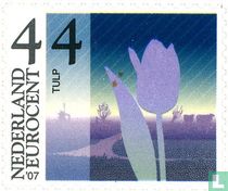 Tulpe kaufen