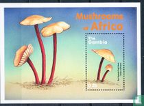 champignons africains