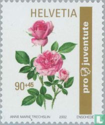 Rozen kopen