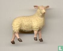 Schaap