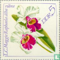 Orchids for sale
