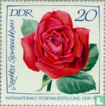 Exhibition of Roses for sale