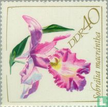 Orchids for sale
