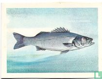Zeebaars