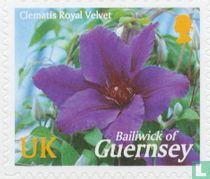 Clematis Flower for sale
