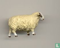 Schaap