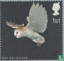 Oiseaux de proie