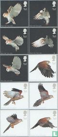Oiseaux de proie