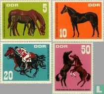 Chevaux acheter