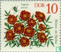 Fleurs acheter