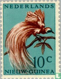 Oiseau de paradis acheter