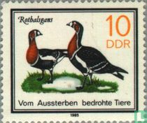 Red-breasted goose