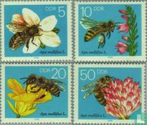 Abeille européenne