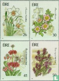 Fleurs de jardin 