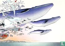 De droom van een walvis