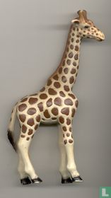 Giraffe  female