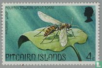 Insect