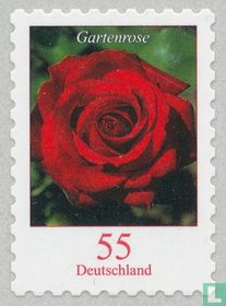 Garden rose
