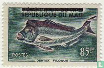 Seabream