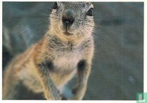 S001067 - Sander Gaarenstroom ´squirrels´