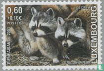 Raccoon