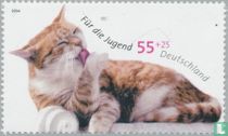 Katzen