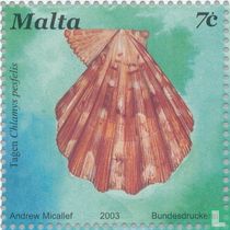 coquilles