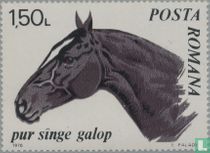 Paarden