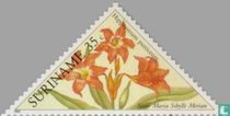 Amaryllis kopen