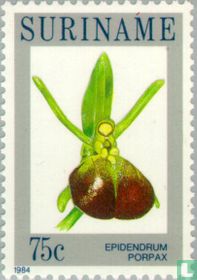 Epidendrum porpax kopen