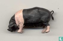 Schwein