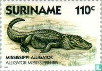 American Alligator 
