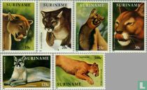 Cougar