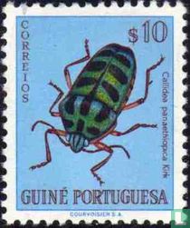 Coléoptère