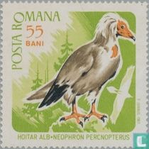 Oiseaux de proie