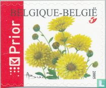 Chrysant kopen