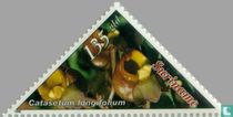 Orchideen kaufen