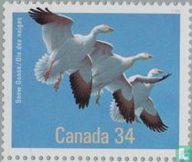 Snow Goose