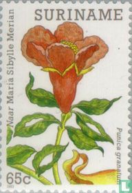 Bloemenschilderijen Maria Sibylle Merian kopen