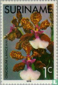 Orchids
