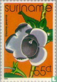 Gloxinia perennis