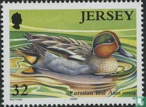 Ducks and swans