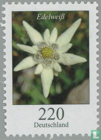 Edelweiss