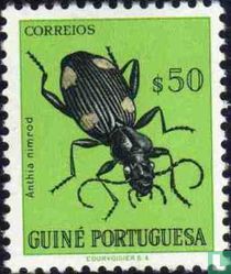 Beetle