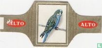 [Blauwe grasparkiet] for sale